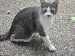 Found/Stray Unknown Cat last seen Front steps 305 Sycamore Lane, Plymouth, MN 55441
