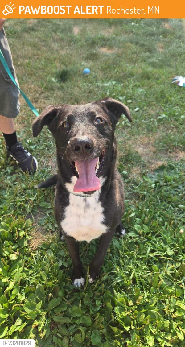 Found/Stray Male Dog last seen 16th st NE, Rochester, MN 55906