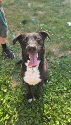 Found/Stray Male Dog last seen 16th st NE, Rochester, MN 55906