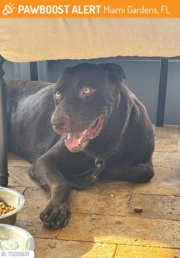 Found/Stray Male Dog last seen By railroad tracks, Miami Gardens, FL 33056