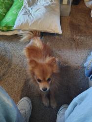 Reunited Male Dog last seen Near Ponderosa Ave, Bakersfield, CA 93306, USA, Bakersfield, CA 93306