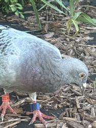 Found/Stray Unknown Bird last seen Sugar Grove, Sugar Grove, IL 60554