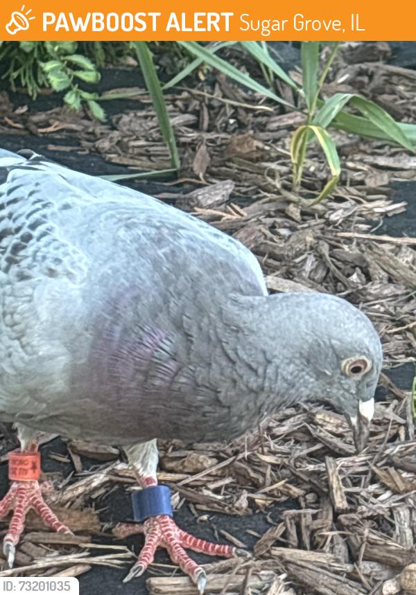 Found/Stray Unknown Bird last seen Sugar Grove, Sugar Grove, IL 60554