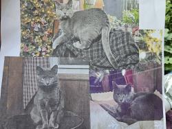 Lost Female Cat last seen Eb's grocery Brooksville Ky, Brooksville, KY 41004