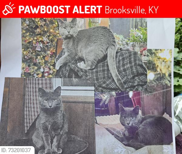 Lost Female Cat last seen Eb's grocery Brooksville Ky, Brooksville, KY 41004