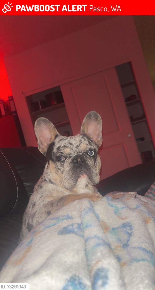 Lost Male Dog last seen Railroad ave, Pasco, WA 99301