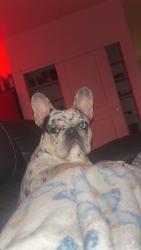 Lost Male Dog last seen Railroad ave, Pasco, WA 99301