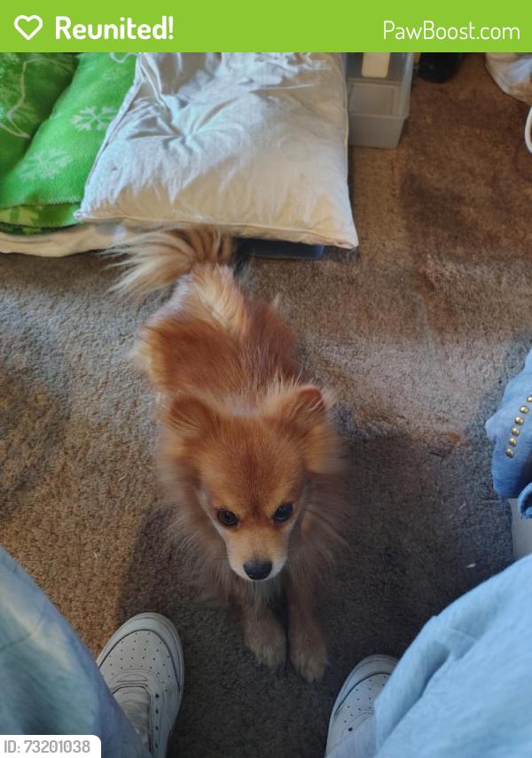 Reunited Male Dog last seen Near Ponderosa Ave, Bakersfield, CA 93306, USA, Bakersfield, CA 93306