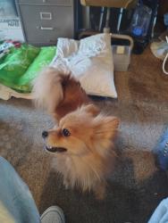 Found/Stray Male Dog last seen Ponderosa Ave & Monica St, Bakersfield, CA 93306