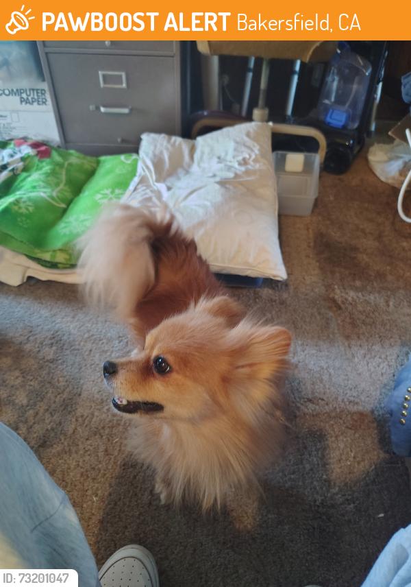 Found/Stray Male Dog last seen Ponderosa Ave & Monica St, Bakersfield, CA 93306