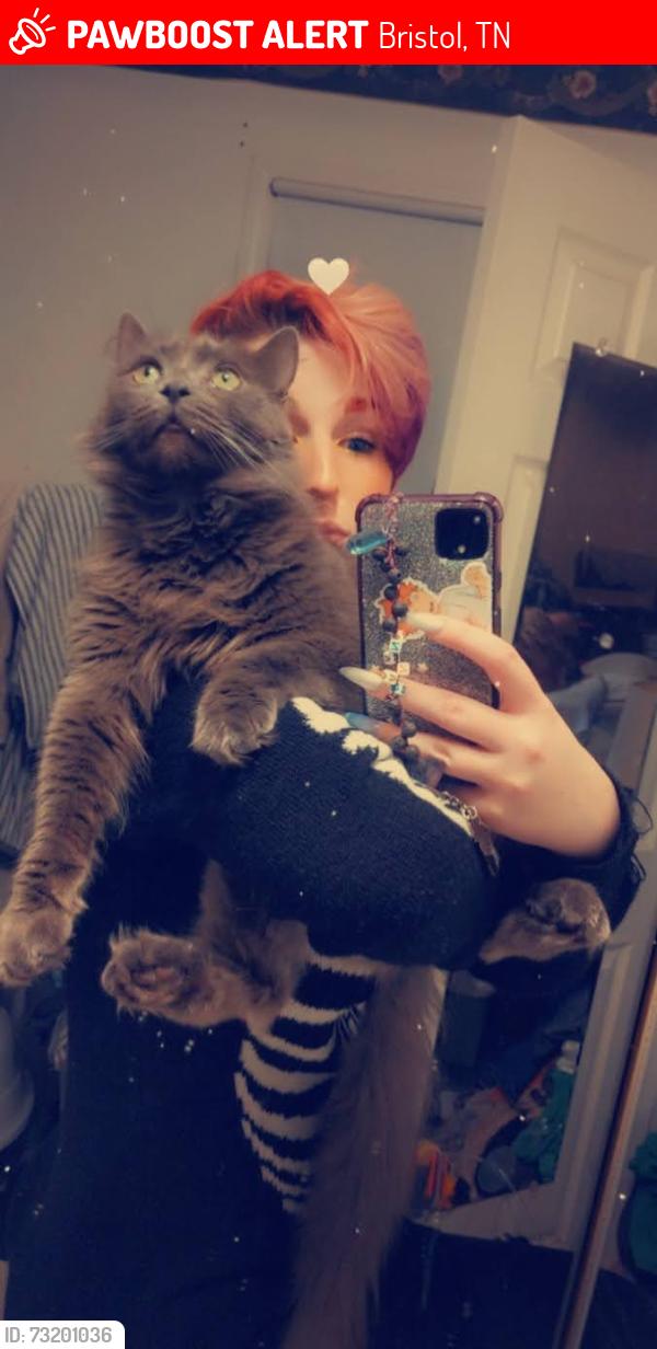 Lost Male Cat last seen Akard Elementary, Bristol, TN 37620
