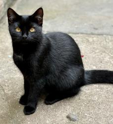 Lost Female Cat last seen Blakewells, barnstaple, Newport, England EX32 9BQ