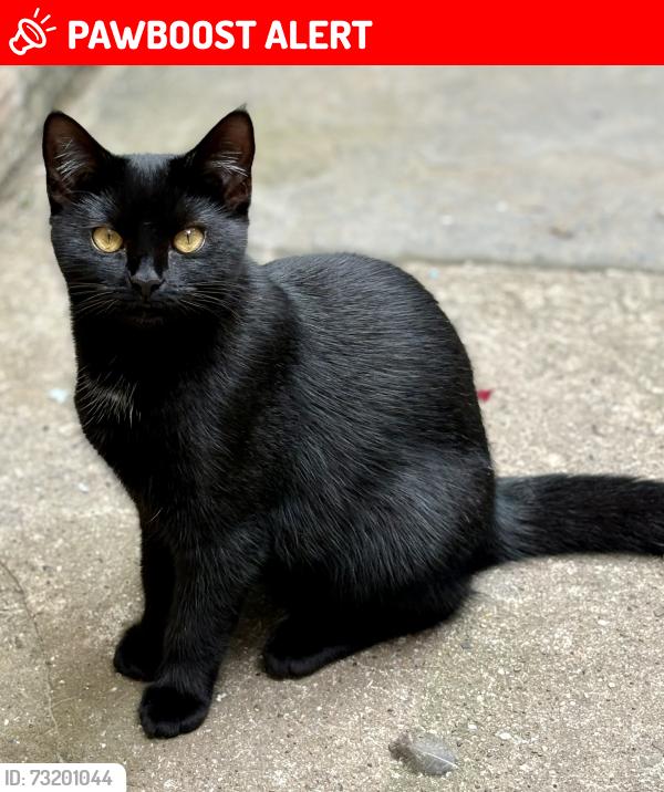 Lost Female Cat last seen Blakewells, barnstaple, Newport, England EX32 9BQ