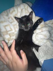 Reunited Female Cat last seen Near Lavelle Dr, Fredericksburg, VA 22407, USA, Fredericksburg, VA 22407