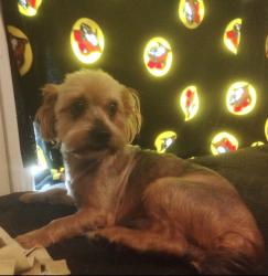 Reunited Male Dog last seen Near, San Antonio, TX 78226