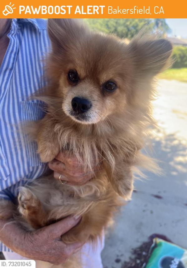 Found/Stray Male Dog last seen Ponderosa and Monica, Bakersfield, CA 93306