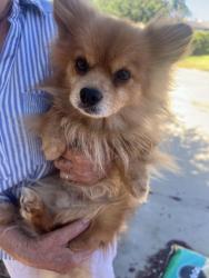 Found/Stray Male Dog last seen Ponderosa and Monica, Bakersfield, CA 93306