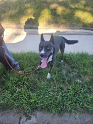 Reunited Male Dog last seen Corner of greenwood and robert, Rockford, IL 61107