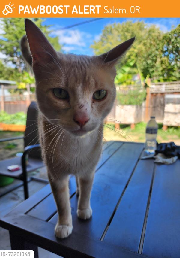 Found/Stray Male Cat last seen 17th and Madison, Salem, OR 97301