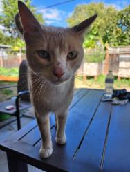 Found/Stray Male Cat last seen 17th and Madison, Salem, OR 97301