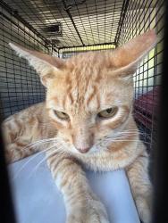 Shelter Stray Male Cat last seen Near BLOCK SW 197TH AVE, 3599 NW 79th Ave, Doral, FL 33122, USA