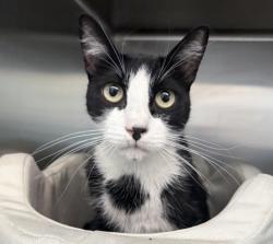 Shelter Stray Male Cat last seen , 3201 Lacy St, Los Angeles, CA 90031, USA