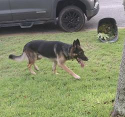 Reunited Male Dog last seen Near Chicago Ave and Community Dr - near Pine Forest HS, Bellview, FL 32526