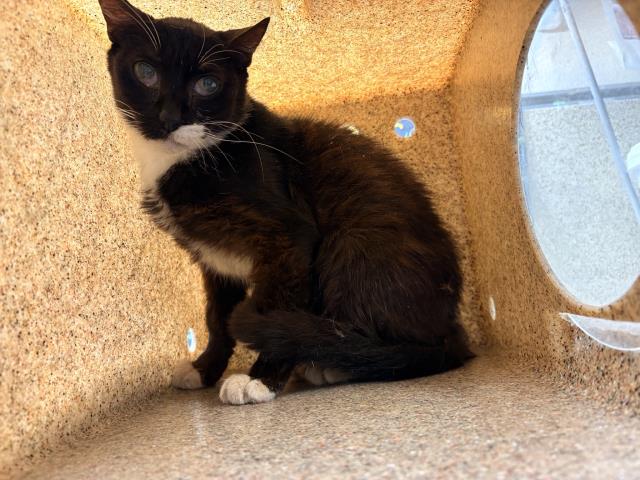 Shelter Stray Female Cat last seen Near BLOCK ROSEBAY CT, RIVERSIDE CA 92508, 6851 Van Buren Boulevard, Jurupa Valley, CA 92509, USA