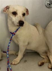 Shelter Stray Female Dog last seen SPECIALTY CIR & FLORIN PERKINS RD, 2127 Front St, Sacramento, CA 95818, USA