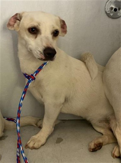 Shelter Stray Female Dog last seen SPECIALTY CIR & FLORIN PERKINS RD, 2127 Front St, Sacramento, CA 95818, USA