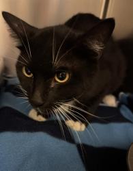 Shelter Stray Male Cat last seen Near BLOCK S PARK SPRINGS DR, WEST VALLEY CITY UT 84120, 4522 W 3500 S, West Valley City, UT 84120, USA