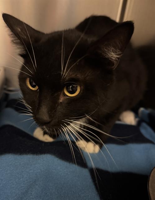 Shelter Stray Male Cat last seen Near BLOCK S PARK SPRINGS DR, WEST VALLEY CITY UT 84120, 4522 W 3500 S, West Valley City, UT 84120, USA