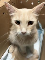 Shelter Stray Female Cat last seen Near BLK ALAMITOS AVE, LONG BEACH, CA 90813, 7700 E Spring St, Long Beach, CA 90815, USA