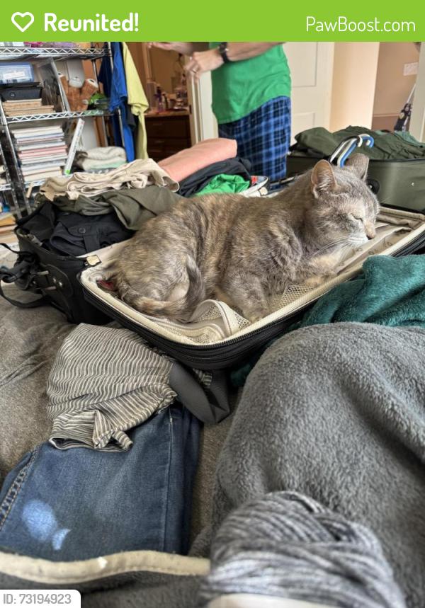 Reunited Female Cat last seen Waianae ct and keawakapu, Bastrop, TX 78602