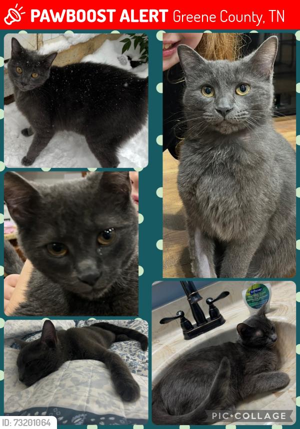 Lost Male Cat last seen Link Hills Golf Course, Greene County, TN 37743