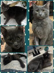 Lost Male Cat last seen Link Hills Golf Course, Greene County, TN 37743