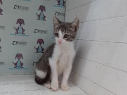 Shelter Stray Male Cat last seen , 2769 Conroy Rd, Orlando, FL 32839, USA