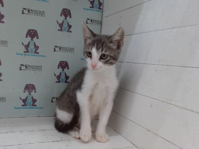 Shelter Stray Male Cat last seen , 2769 Conroy Rd, Orlando, FL 32839, USA