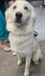Shelter Stray Female Dog last seen GLENWOOD ST DELANO, 201 S Mt Vernon Ave, Bakersfield, CA 93307, USA