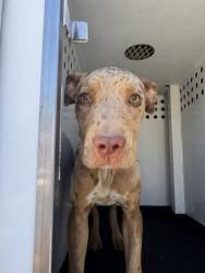 Shelter Stray Female Dog last seen Near BLOCK MELWOOD ST, BAKERSFIELD CA, 201 S Mt Vernon Ave, Bakersfield, CA 93307, USA