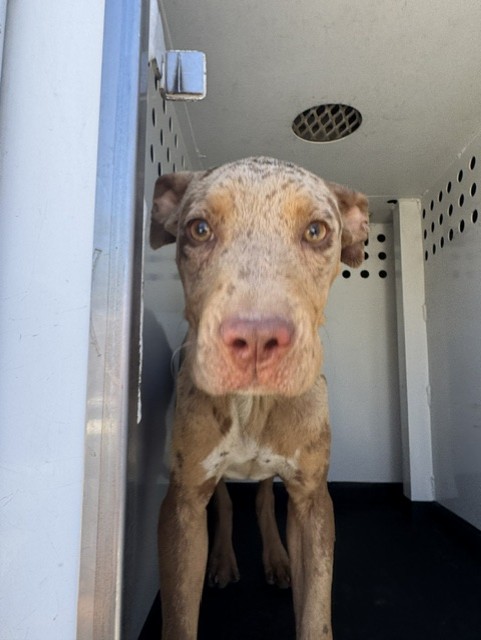 Shelter Stray Female Dog last seen Near BLOCK MELWOOD ST, BAKERSFIELD CA, 201 S Mt Vernon Ave, Bakersfield, CA 93307, USA