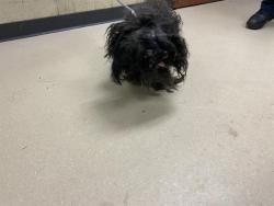 Shelter Stray Female Dog last seen Near BLOCK N 39TH ST, 3839 W Burnham St, West Milwaukee, WI 53215, USA