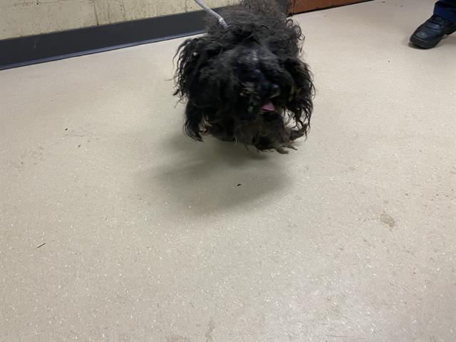 Shelter Stray Female Dog last seen Near BLOCK N 39TH ST, 3839 W Burnham St, West Milwaukee, WI 53215, USA