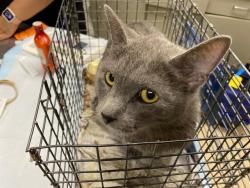 Shelter Stray Female Cat last seen Near BLOCK N 39TH ST, 3839 W Burnham St, West Milwaukee, WI 53215, USA