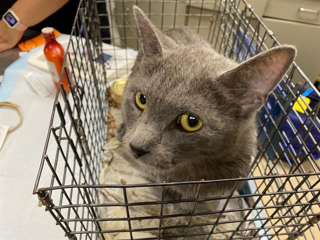 Shelter Stray Female Cat last seen Near BLOCK N 39TH ST, 3839 W Burnham St, West Milwaukee, WI 53215, USA