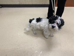 Shelter Stray Male Dog last seen Near BLOCK S 10TH ST, 3839 W Burnham St, West Milwaukee, WI 53215, USA