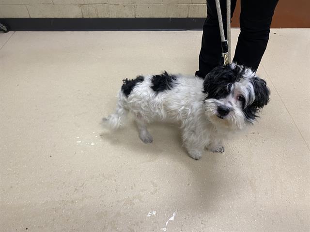 Shelter Stray Male Dog last seen Near BLOCK S 10TH ST, 3839 W Burnham St, West Milwaukee, WI 53215, USA