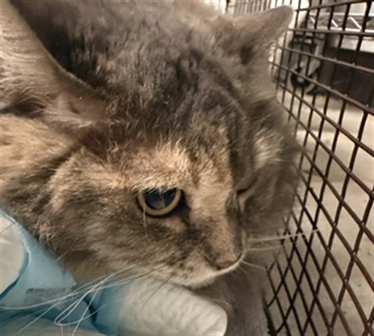 Shelter Stray Female Cat last seen , 14409 Vanowen St, Van Nuys, CA 91405, USA