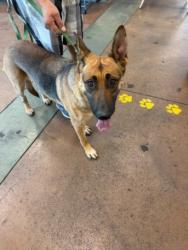 Shelter Stray Female Dog last seen , 14409 Vanowen St, Van Nuys, CA 91405, USA