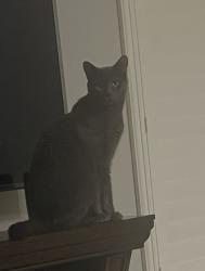 Reunited Male Cat last seen Eagle Trace, Coral Springs, FL 33071